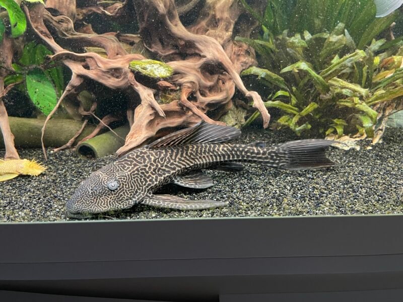 Pleco cherche nouveau bassin
