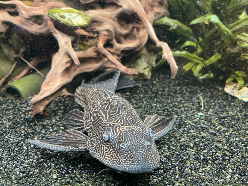 Pleco cherche nouveau bassin