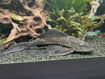 Pleco cherche nouveau bassin