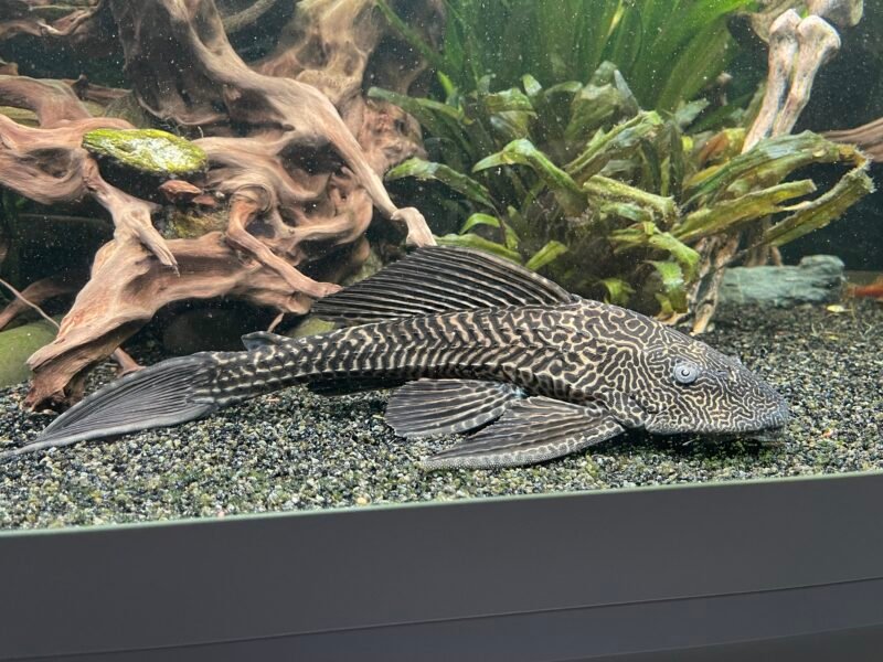Pleco cherche nouveau bassin