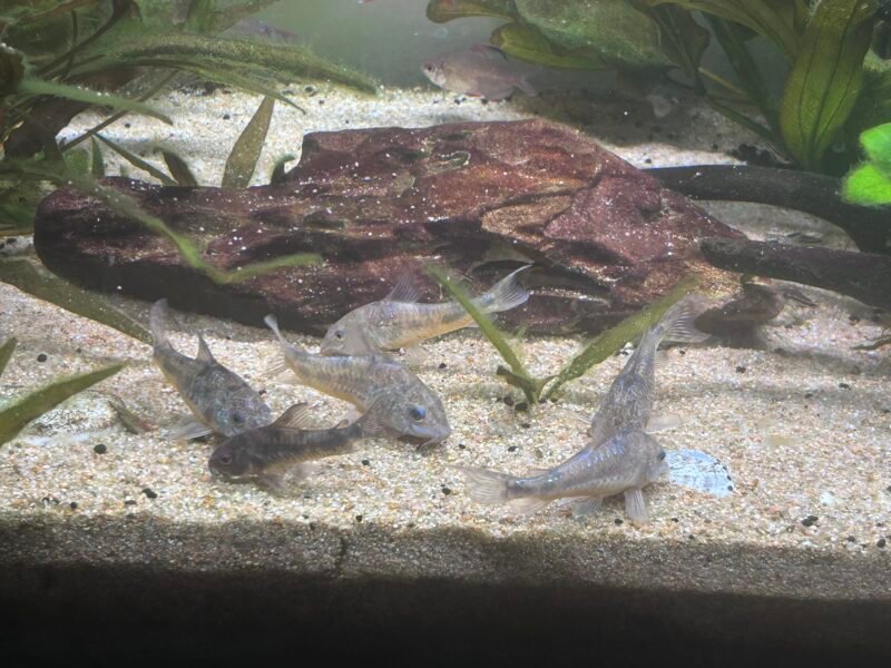 Donne lot de 9 Corydoras Paleatus