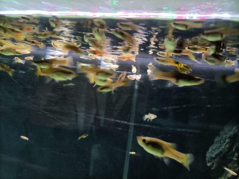 Guppys en grand nombre