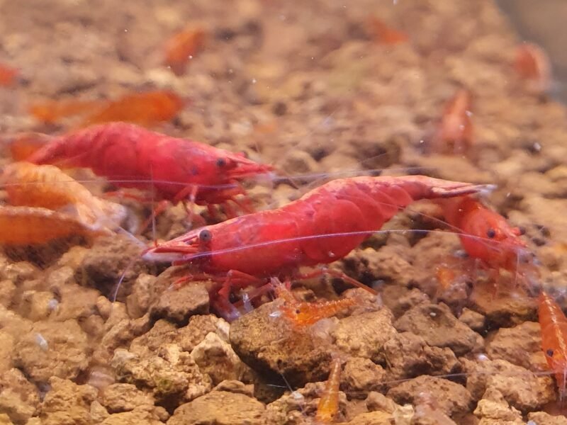 Neocaridina Red fire