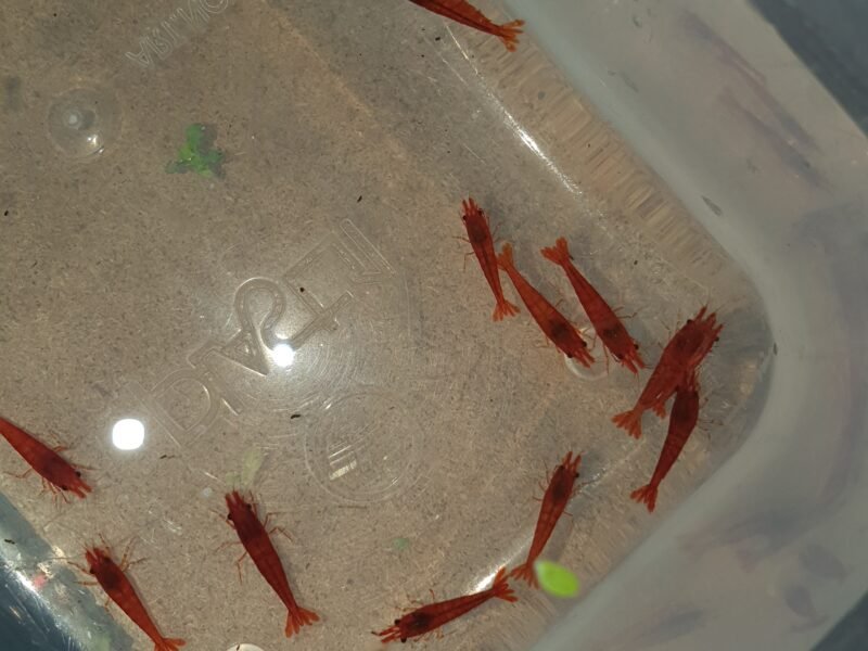 Neocaridina Red fire