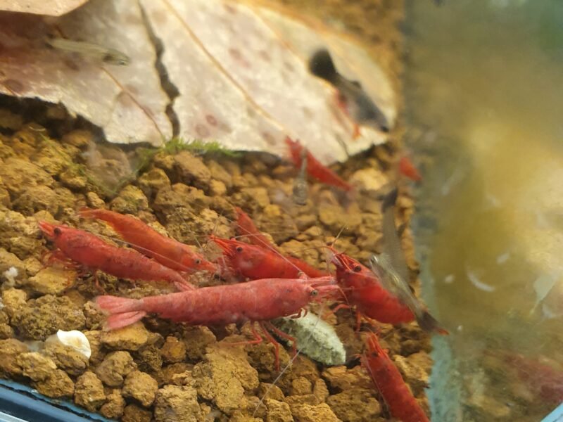 Neocaridina Red fire
