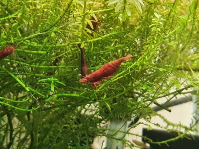 Neocaridina Red fire