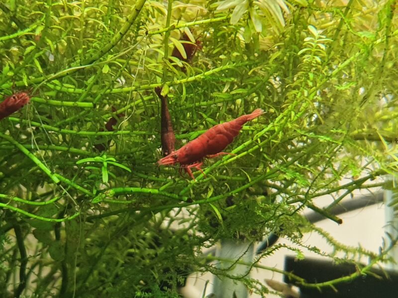 Neocaridina Red fire