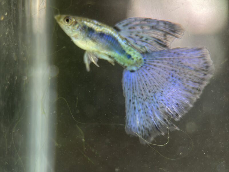 Guppy blue grass – Souche sélectionnée
