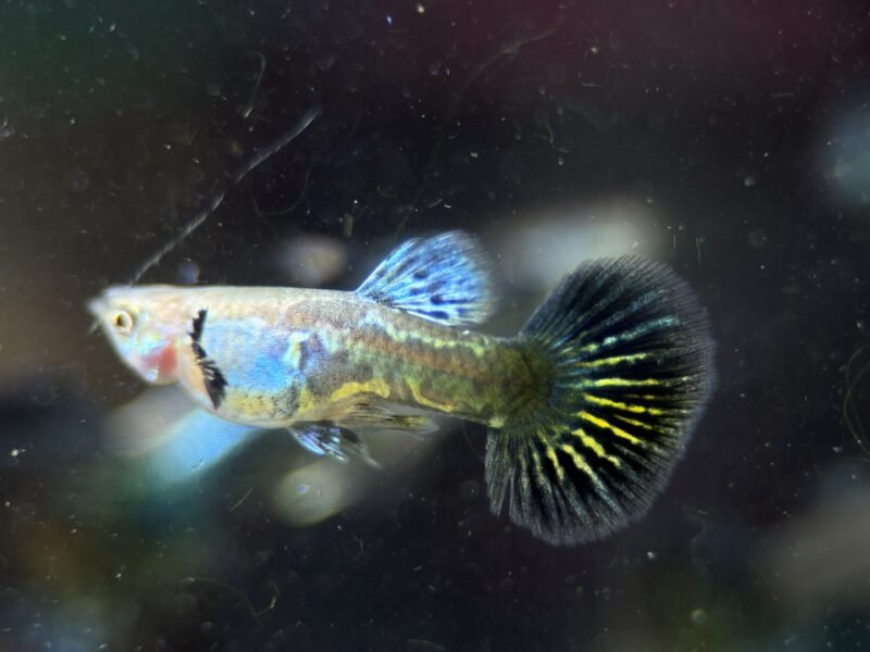 Guppy Green Dragon Halfmoon – Souche sélectionnée