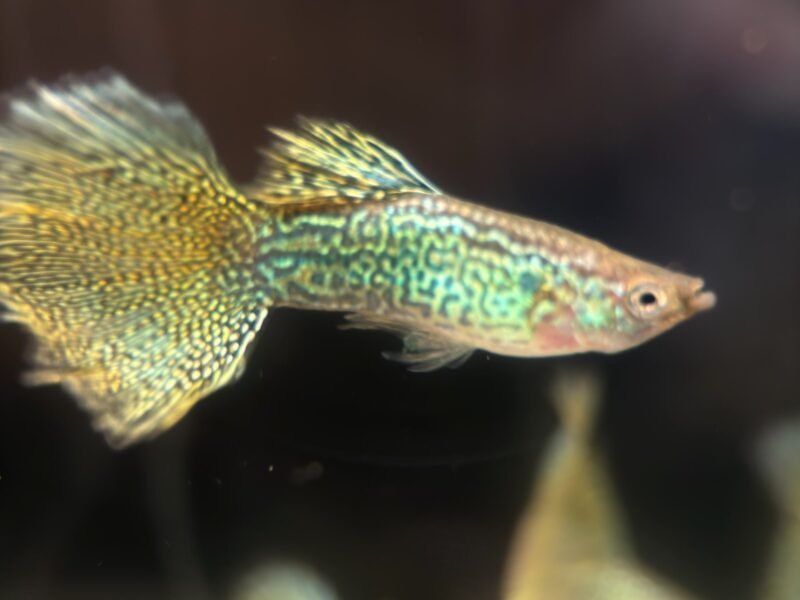Guppy Gold lace – Souche sélectionnée