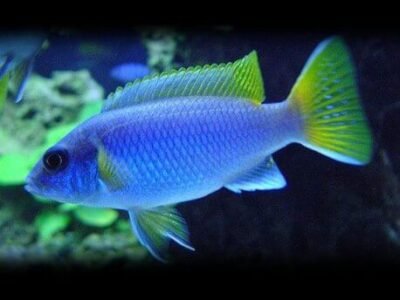 Pseudotropheus acei