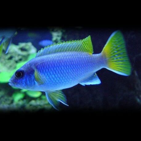 Pseudotropheus acei