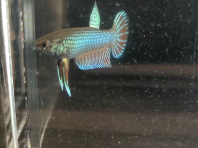 Betta smaragdina mâles – 5 mois