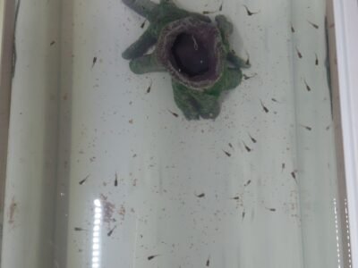 Alevins guppy