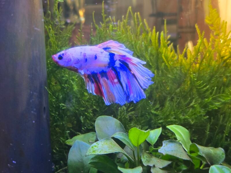 Combattant koi