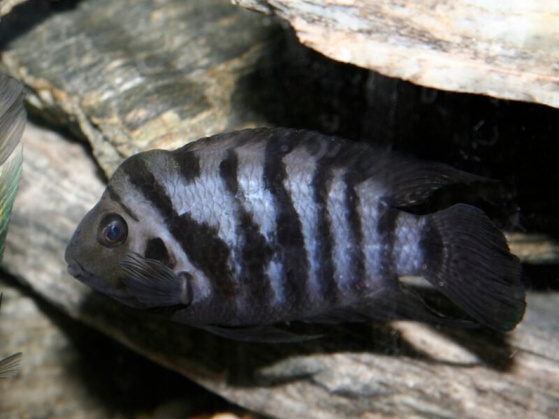Amatitlania nigrofasciata