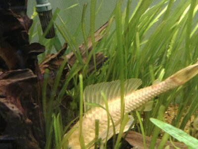 Pleco gold