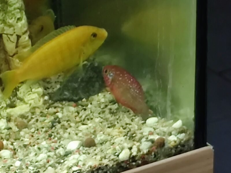 Don de Chyclides type labidochromis et joyaux