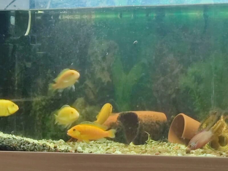 Don de Chyclides type labidochromis et joyaux