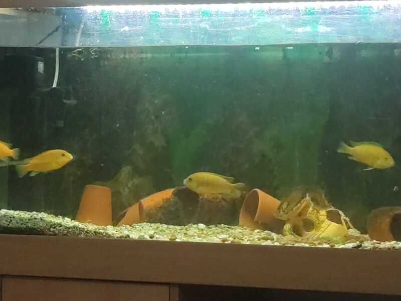 Don de Chyclides type labidochromis et joyaux
