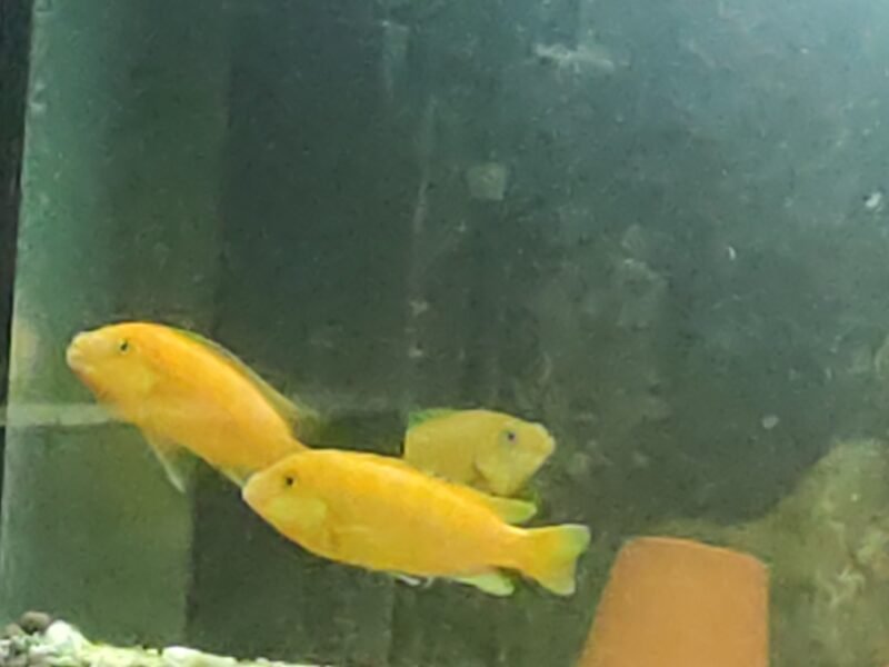 Don de Chyclides type labidochromis et joyaux