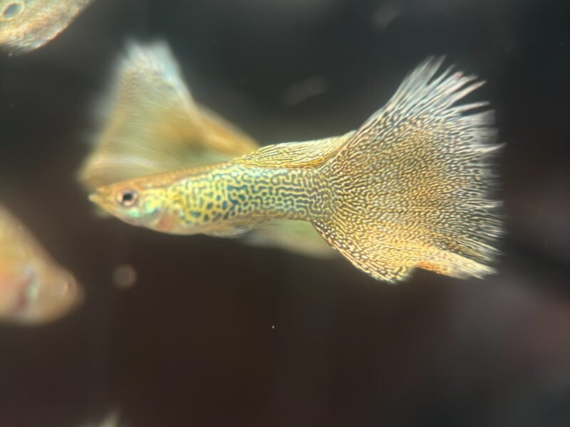 Guppy Gold lace – Souche sélectionnée
