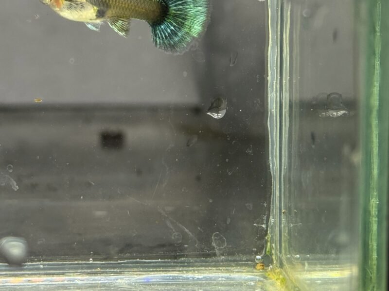Guppy Green Dragon Halfmoon – Souche sélectionnée