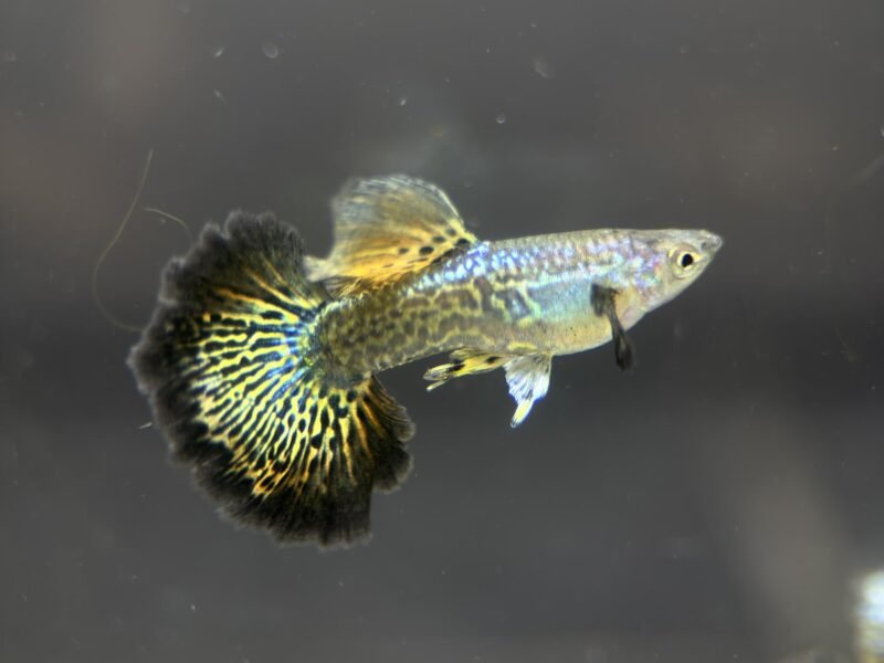 Guppy Green Dragon Halfmoon – Souche sélectionnée