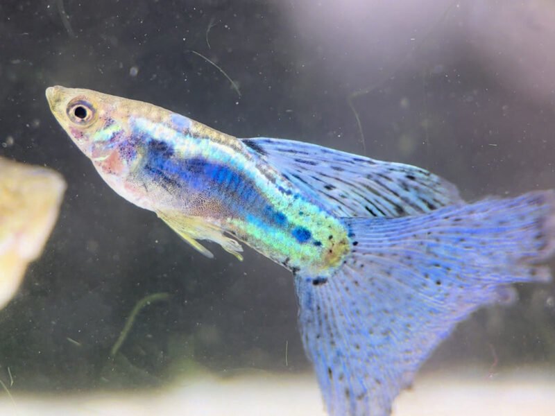 Guppy blue grass – Souche sélectionnée
