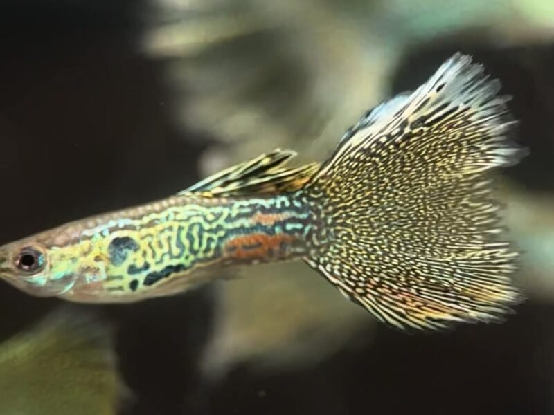Guppy Gold lace – Souche sélectionnée