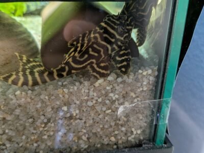 Hypancistrus L333 Cherche Nouveau Bassin