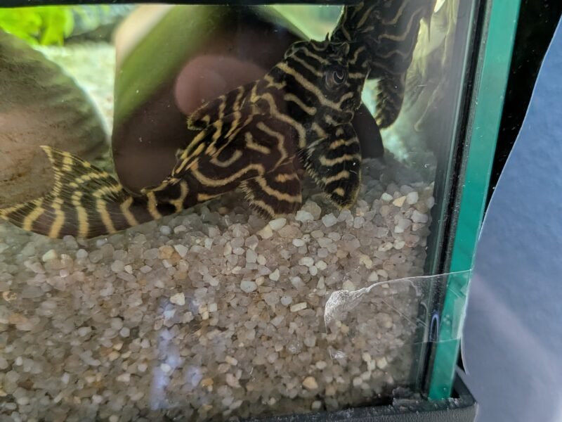 Hypancistrus L333 Cherche Nouveau Bassin