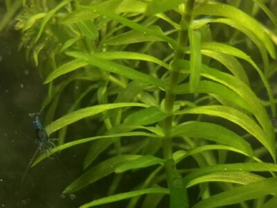 Elodée : Egeria Densa