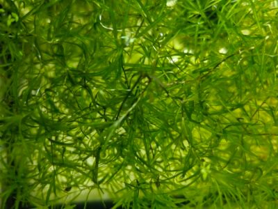 Herbe à Guppy (Najas guadalupensis)