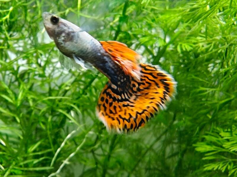 Lot de 2 magnifiques Guppys Mâles Cobra / Dragon