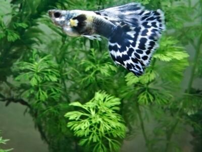 Lot de 2 magnifiques Guppys Mâles Cobra / Dragon