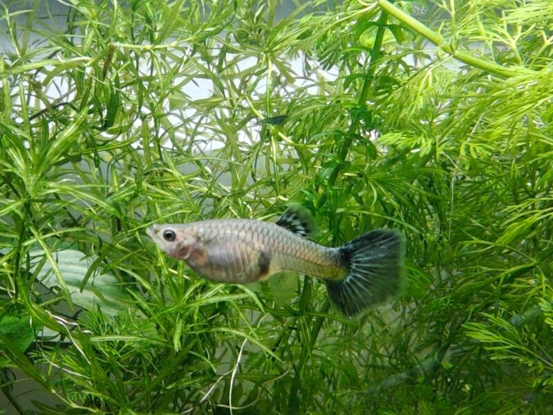 Femelles Guppys très colorées (1 € l'unité / 2 € le lot de 4)