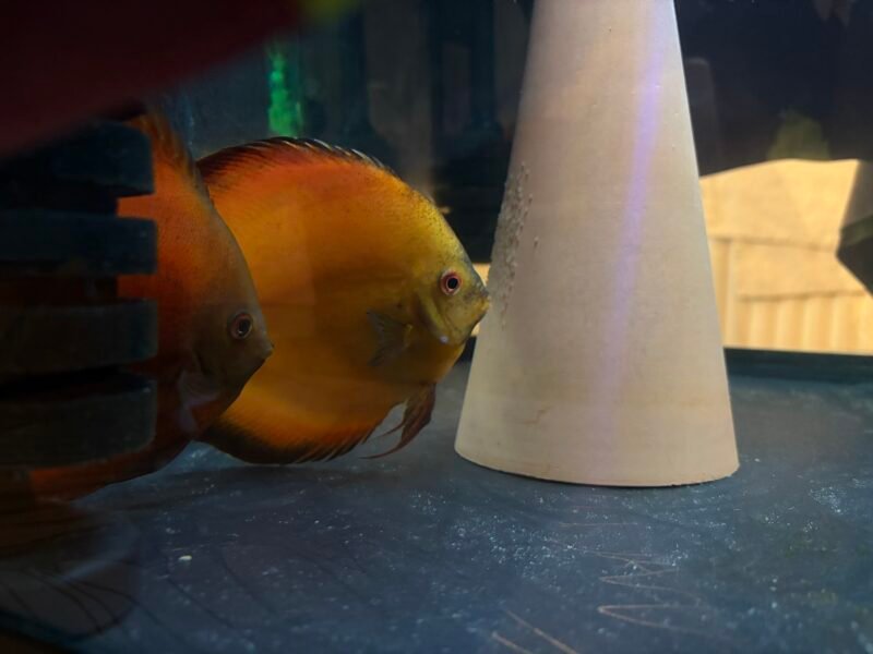 Couple discus contirme 17-19 cm