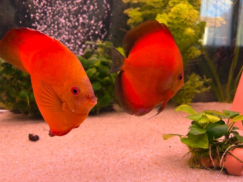 Couple discus contirme 17-19 cm