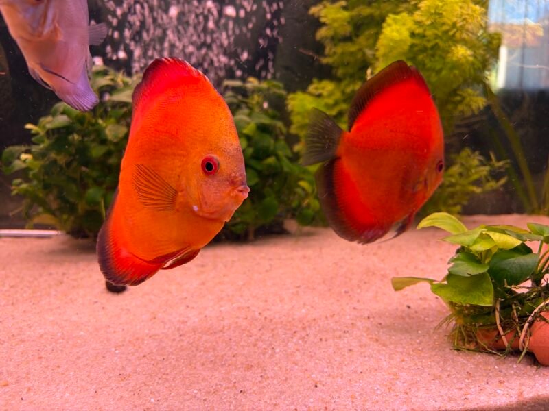 Couple discus contirme 17-19 cm