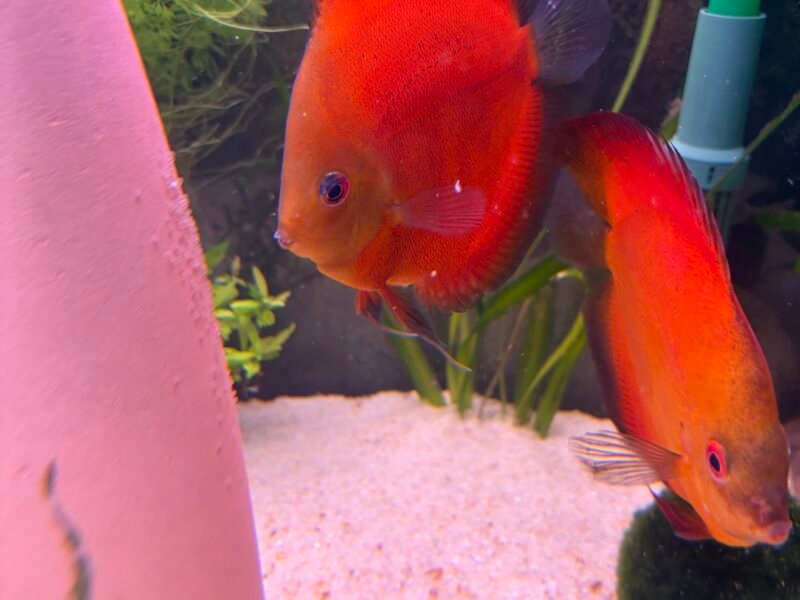 Couple discus contirme 17-19 cm