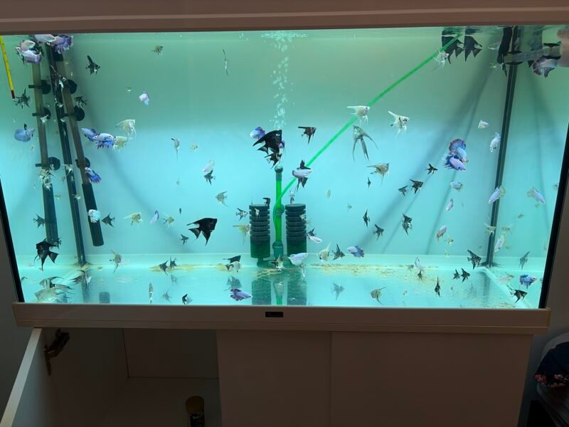 Jeune scalaire ,betta