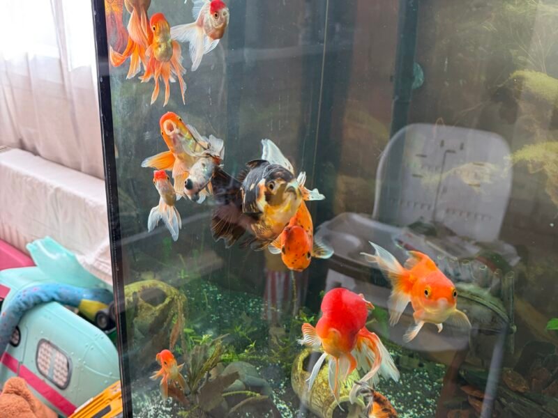 Poisson japonais