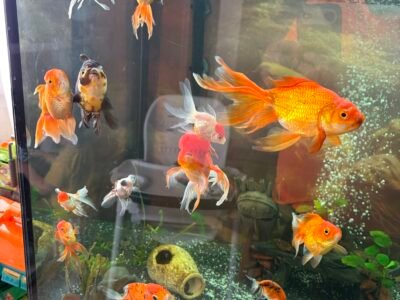 Poisson japonais
