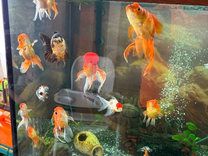Poisson japonais