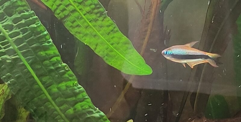Tetra Empereur
