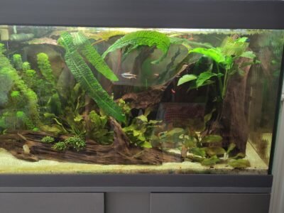 Tetra Empereur