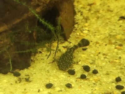 Ancistrus