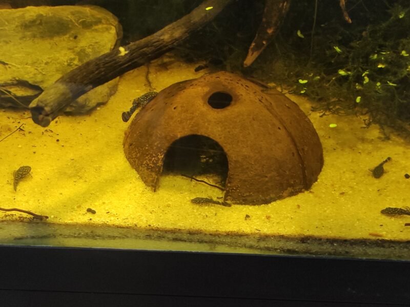 Ancistrus