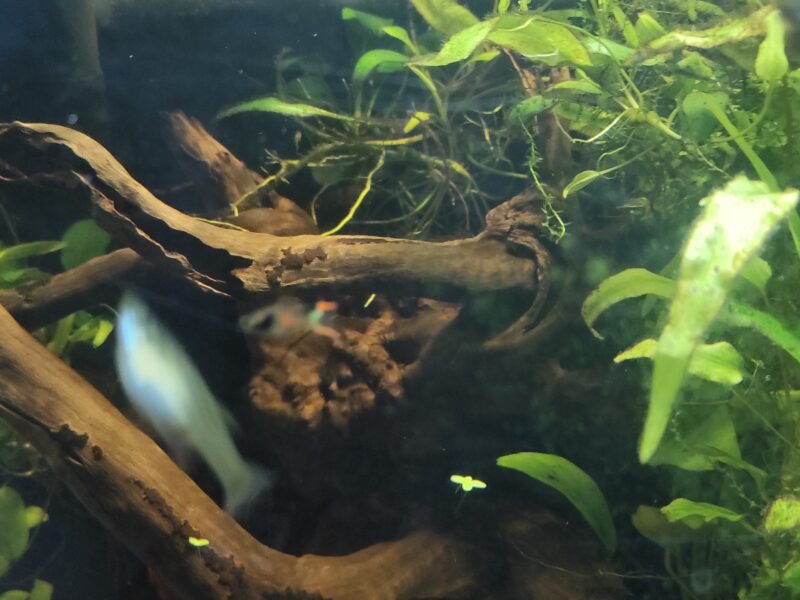 Guppy endler